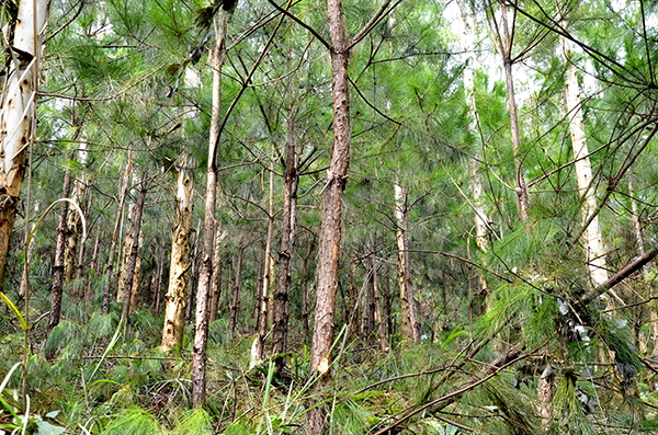 ������������콻�֣��ʫh �㣩