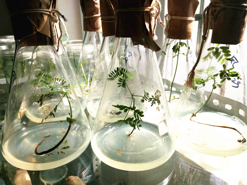 ��������ɽ�ֳ������̴�����ľ���༼���ɹ�